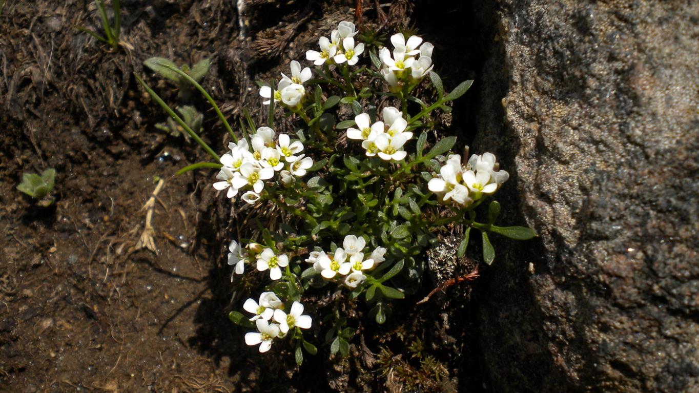 Val d''Aosta 02 - Cardamine resedifolia